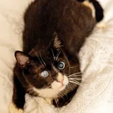 Котик Стиви 2