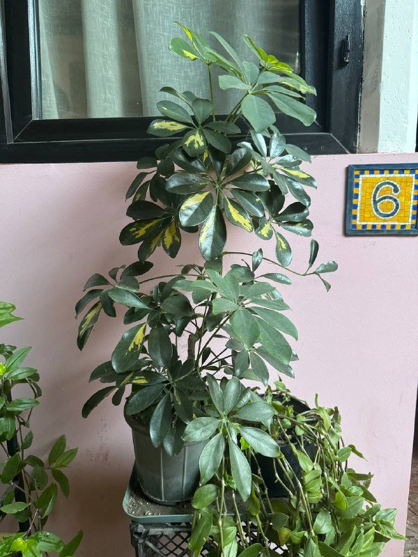 Любой цветок в горшке 10