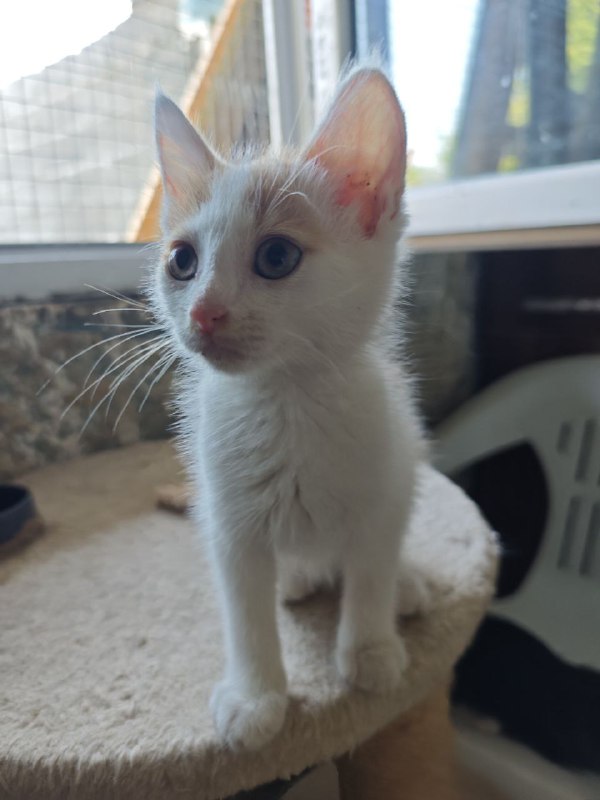 Котята Миска и Кастрюлька ищут дом 2