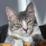 Кошка Жасмин ищет любящую семью 1