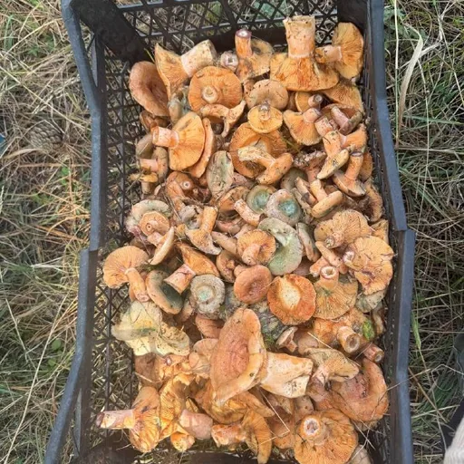 Свежие рыжики