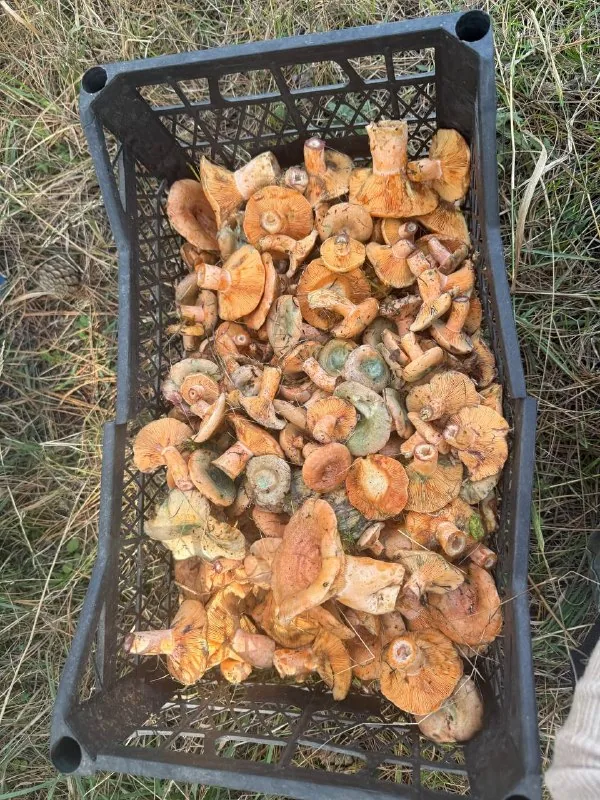 Свежие рыжики