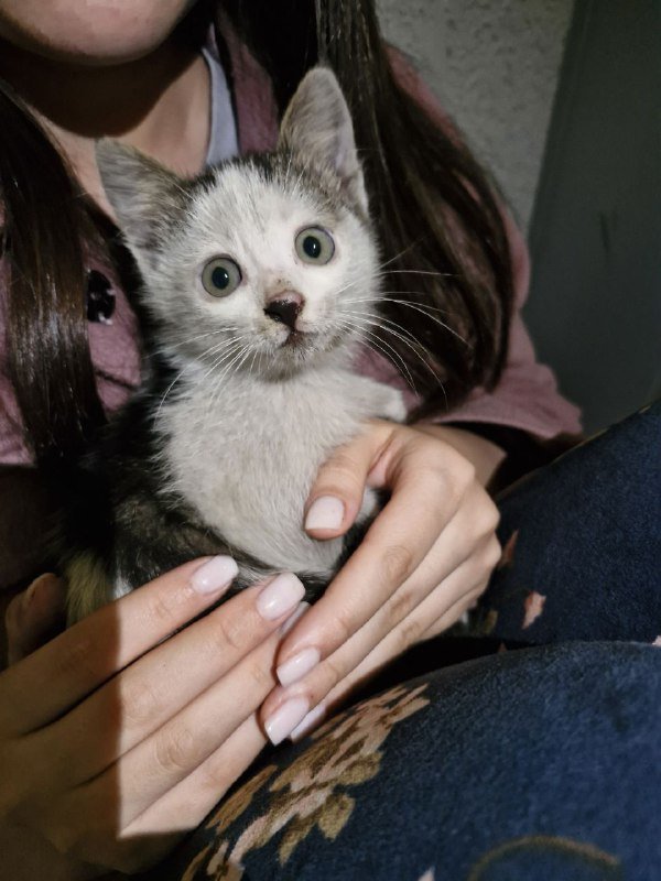 Котёнок в хорошие руки 2