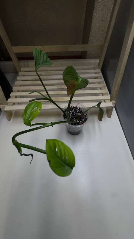 Philodendron Scandens, Philodendron Crocodile, Syngonium Panda, Maranta Variegated, Monstera Adansonii, Philodendron New Red 3