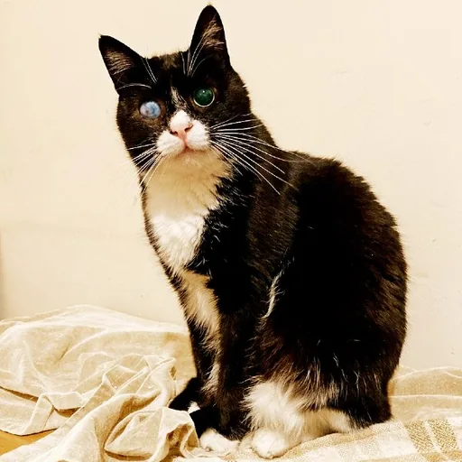 Котик Стиви