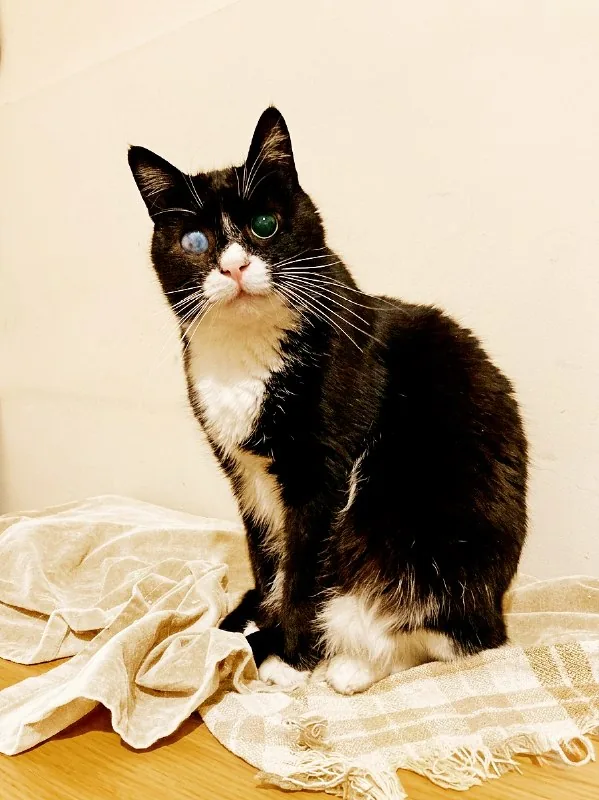 Котик Стиви 1