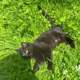 Котята, кошка 4