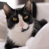 Марти, кот 1
