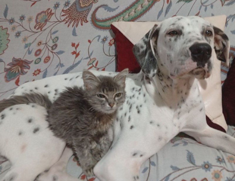 Маршрутизатор Tenda wireless N300 Easy Setup Router Model F3 3