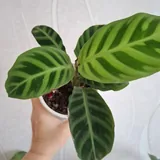 Суккуленты, монстера, калатея 2