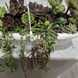 Аспарагусы, хамедорея, крассула, очиток, монстеры, суккуленты 9