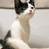 Котёнок Флеш 3