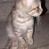 Котенок 2
