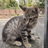 Котята ищут дом 3