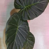 Алоказии и клубни 1