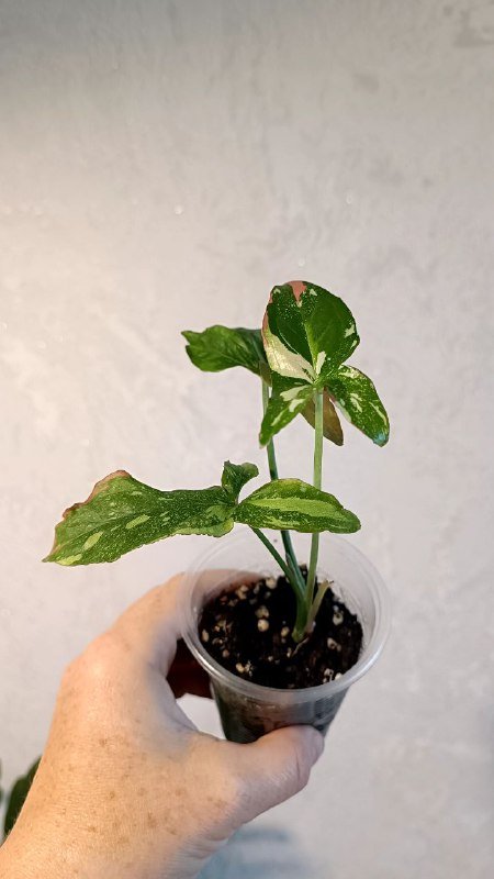 Растения: Циссус триколор, Сингониум, Фикус Мелани 10