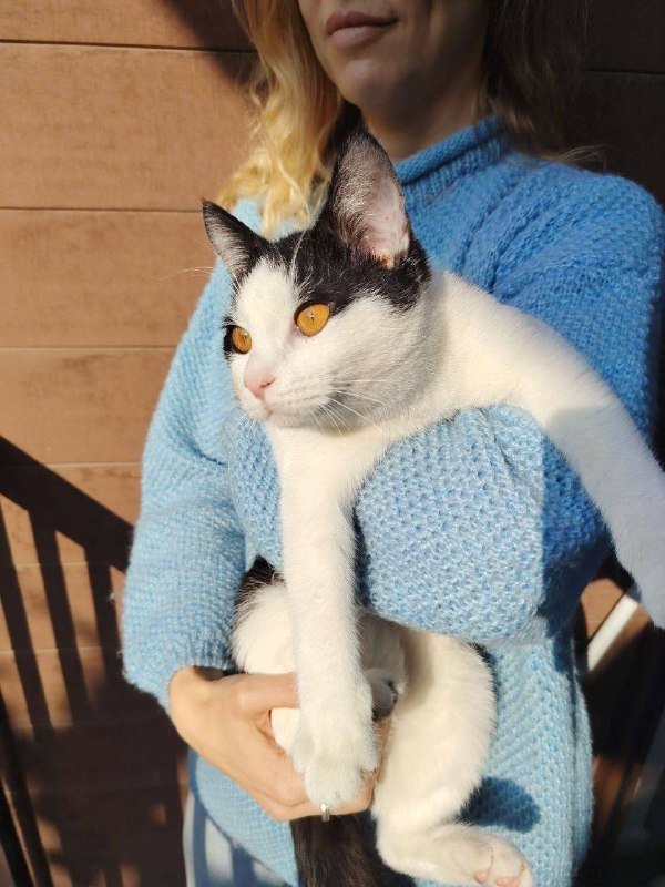 Котёнок Колян ищет дом