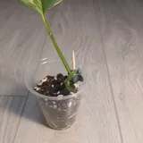 Монстера Lechleriana, Эпипремнум Marble Queen 4