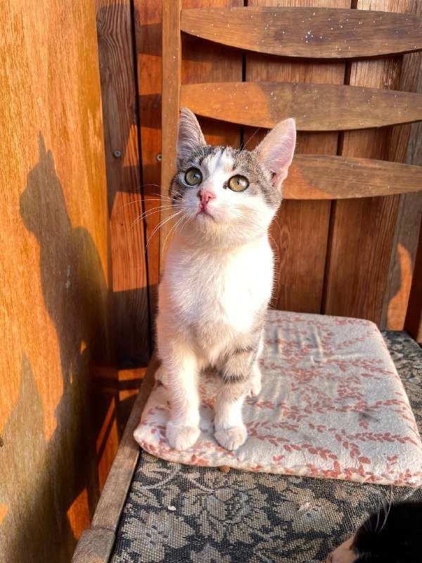 Котенок-девочка 5-6 месяцев