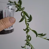 Комнатные растения 9