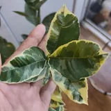 Кумкват, лимон вареагатный 6