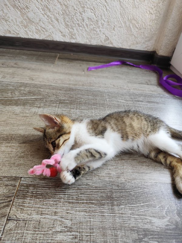 Котята Киси и Твиши ищут хозяев 6