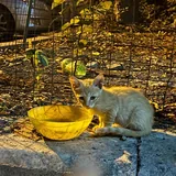 Котенок девочка 5