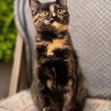 Кошка Крапинка 5