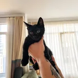 Чернышка, котёнок 4