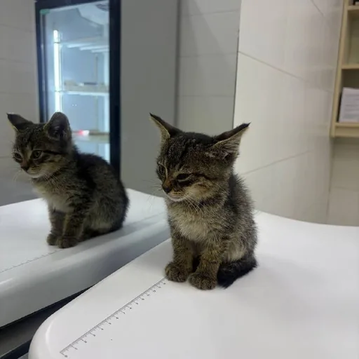 Котёнок ищет любящую семью