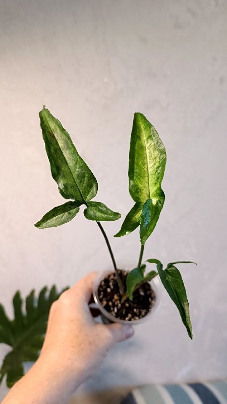 Растения: Циссус триколор, Сингониум, Фикус Мелани 3