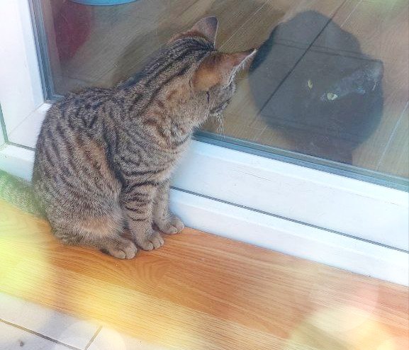 Девочка-подросток ищет дом 4