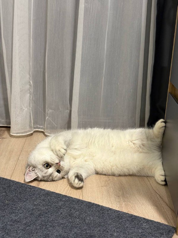 серебристая британская шиншилла котик с документами