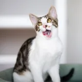 Котенок Космо ищет дом 3