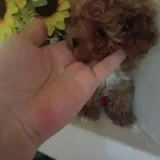 Toy poodle 3
