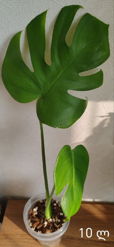 Комнатные растения 3