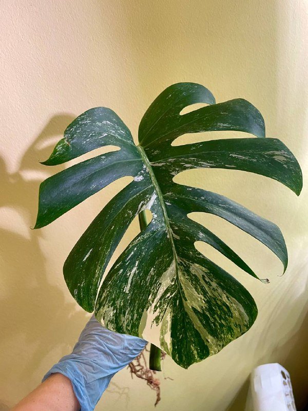 Черенок монстеры Альба с корнями 3