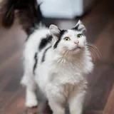 Кошка 3