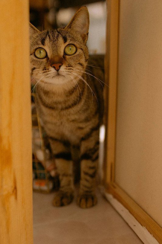 Кошечка 1.5 года ищет дом