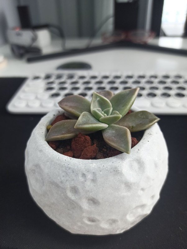 Суккулент Граптопеталум в бетонном горшке