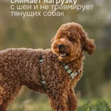 Анатомическая шлейка для собак 2