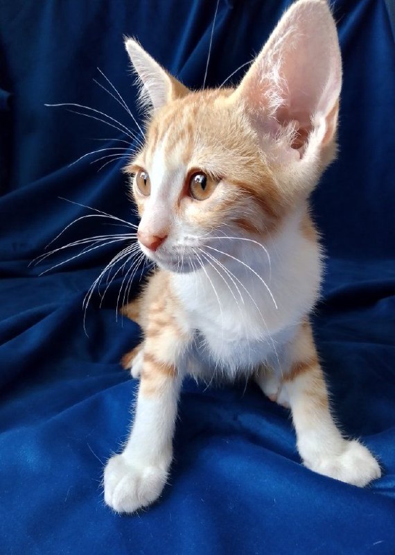 Котенок рыжий Лучик ищет дом