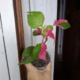 Комнатные растения, монстера, диффенбахия, фикус, суккуленты 4