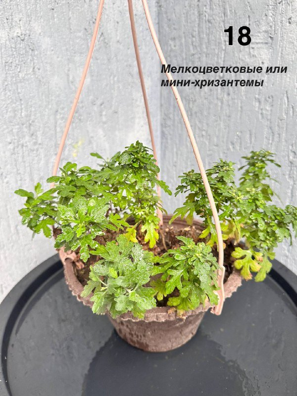 Комнатные и балконные растения 7