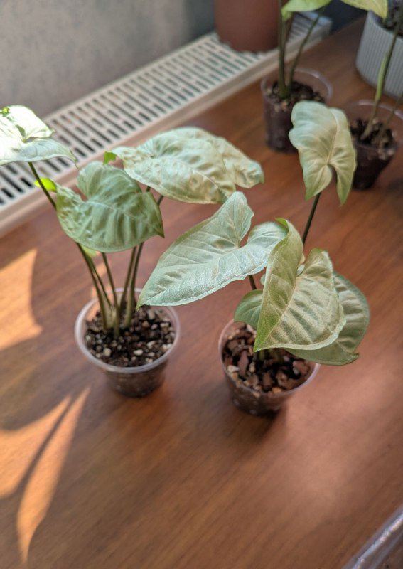 Сингониум, эпипремнум, бегония 2