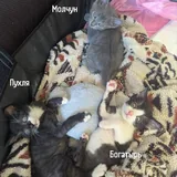 Котята: одна девочка и три мальчика 3