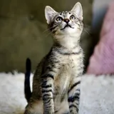 Юная кошечка 3