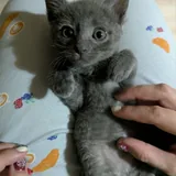 Котята: одна девочка и три мальчика 4