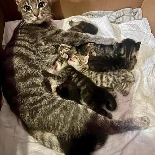 Котята
