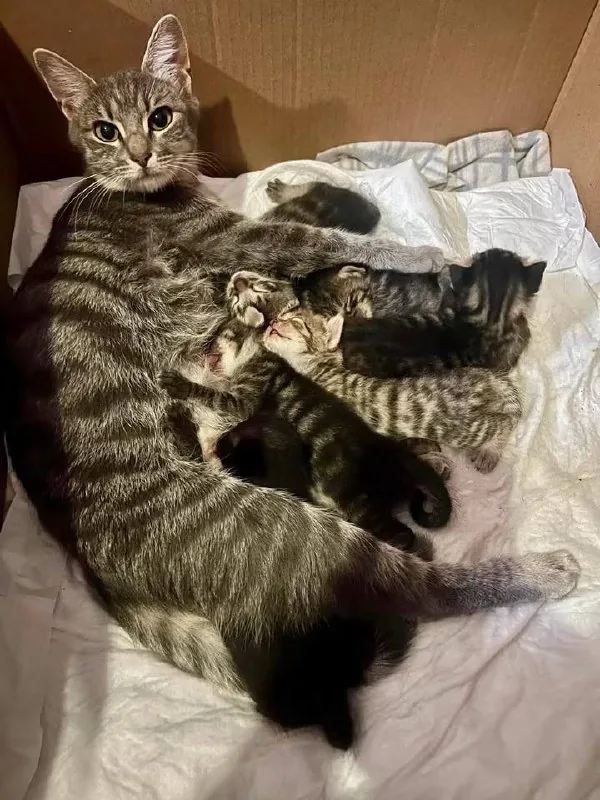 Котята 1